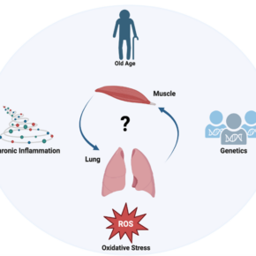 Unravelling the ILD and Sarcopenia Link - Breathing Matters